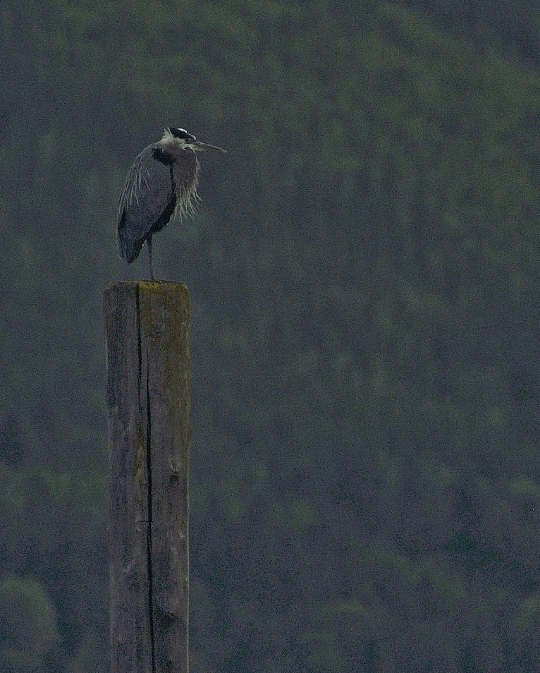 heron on post